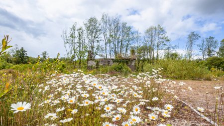 Foto de Antigua casa edificio casa estructura en una colina abandonada hace un siglo cubierto de flores margaritas plantas en primer plano en el campo en un día de verano. - Imagen libre de derechos