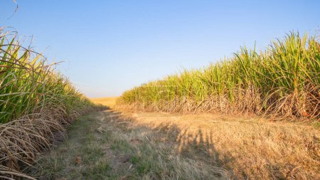 Photo for Farm fire break gap between sugarcane crops against summer sky. - Royalty Free Image