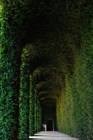 Photo for Corridoio esterno ricoperto di edere. Galleria coperta di piante in palazzo classico - Royalty Free Image