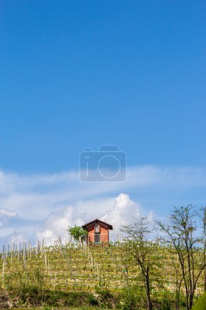 Foto de Piccola casetta in punta alla collina con vigne. Dietro il cielo blu con nuvole bianche grosse. - Imagen libre de derechos