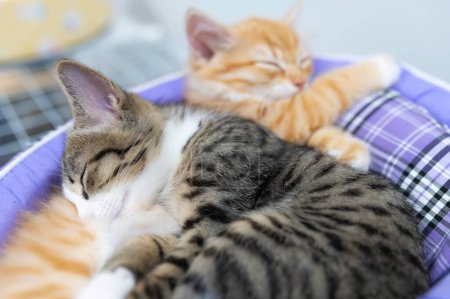 Téléchargez les photos : Cute kitten sleeping,Pet love concept - en image libre de droit