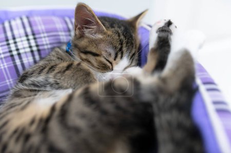 Photo for Cute kitten sleeping,Pet love concept - Royalty Free Image