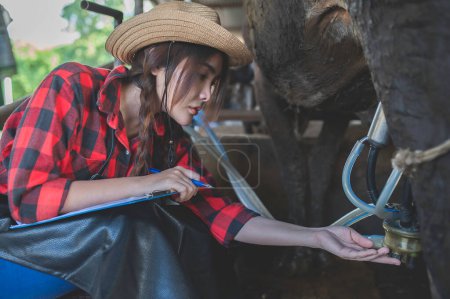 Téléchargez les photos : Agriculteur asiatique Travailler dans une ferme laitière rurale en dehors de la ville, Jeunes avec vache - en image libre de droit