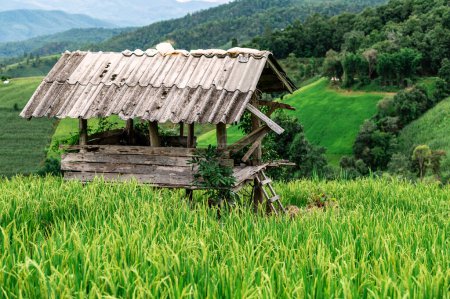 Téléchargez les photos : Ban pa pong piang rice terraces at chiangmai,This is the most beautiful rice terraces in Thailand - en image libre de droit