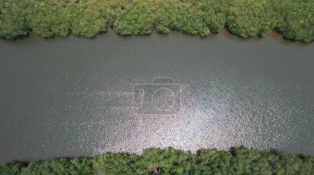 Téléchargez les photos : A bird's-eye view of the mangrove forest from a drone. - en image libre de droit