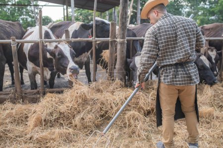 Téléchargez les photos : Agriculteur asiatique Travailler dans une ferme laitière rurale en dehors de la ville, Jeunes avec vache - en image libre de droit