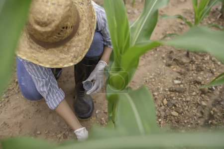 Foto de Female farmer working at corn farm,Collect data on the growth of corn plants - Imagen libre de derechos