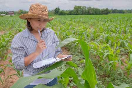 Téléchargez les photos : Female farmer working at corn farm,Collect data on the growth of corn plants - en image libre de droit