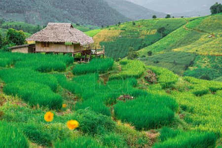 Téléchargez les photos : Terrasse de riz Bongpieng sur la montagne à chiengmai, Les plus belles terrasses de riz en Thaïlande - en image libre de droit