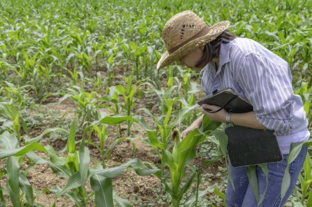 Foto de Una agricultora trabajando en una granja de maíz. Recopilar datos sobre el crecimiento de las plantas de maíz. Ella sosteniendo tableta táctil ordenador pad - Imagen libre de derechos