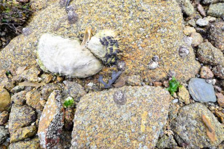 Téléchargez les photos : Crustacés sur les rochers des plages de Galice. - en image libre de droit