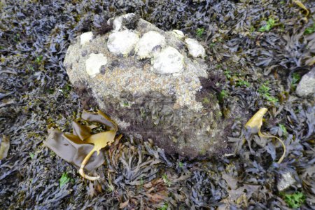 Téléchargez les photos : Crustacés et algues sur les rochers des plages de Galice. - en image libre de droit