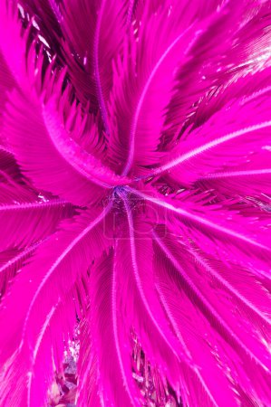 Téléchargez les photos : Feuille de palmier de couleur rose, idéale pour le design et les décors et textures - en image libre de droit