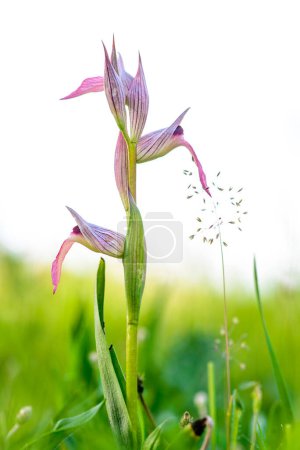 Téléchargez les photos : Serapia lingua orchidée au printemps. - en image libre de droit
