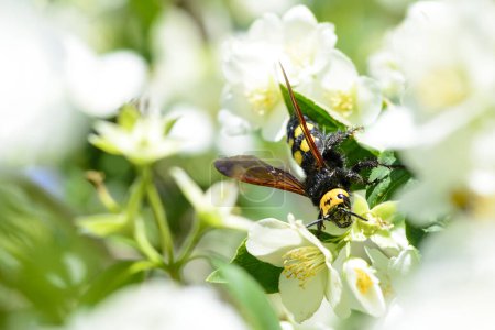 Téléchargez les photos : Guêpe à la recherche de pollen dans les fleurs. - en image libre de droit