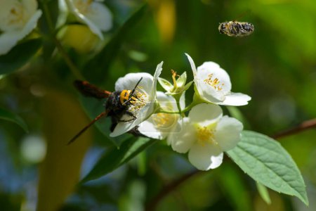 Téléchargez les photos : Guêpe à la recherche de pollen dans les fleurs - en image libre de droit