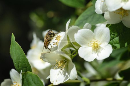 Téléchargez les photos : Abeille à la recherche de pollen dans les fleurs du poirier. - en image libre de droit