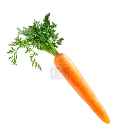 Single carrot with green leaves isolated on white. Vegetable, cooking ingredient. Organic plant.