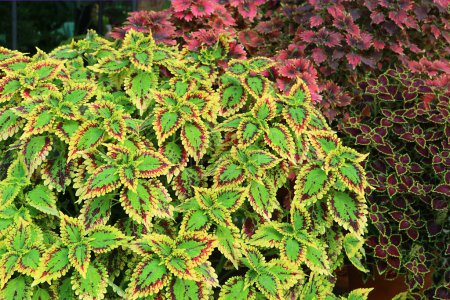 Photo for Vivid Color Painted Nettle Shrub or Coleus Plant in a Tropical Garden - Royalty Free Image