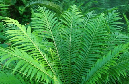Photo for Vibrant green fern leaves in a tropical garden - Royalty Free Image