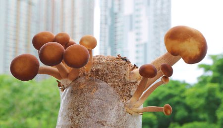 Photo for Closeup of Mature and Immature Poplar Mushrooms Growing on Mycelium Block as Urban Houseplants - Royalty Free Image