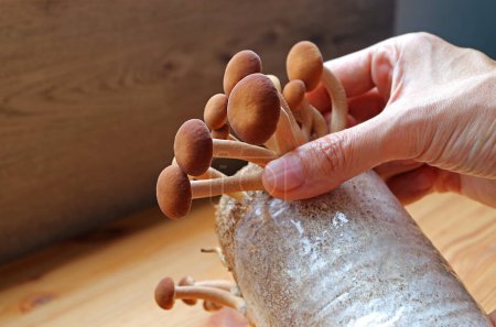 Photo for Man's Hand Harvesting Growth Velvet Pioppini Mushroom or Yanagi-matsutake Grown as Houseplant - Royalty Free Image