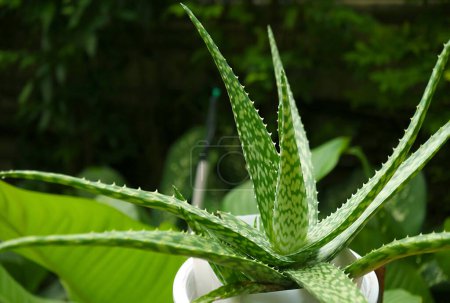 Potted Spotted Form Aloe Vera Var. Planta Chinensis en el Jardín