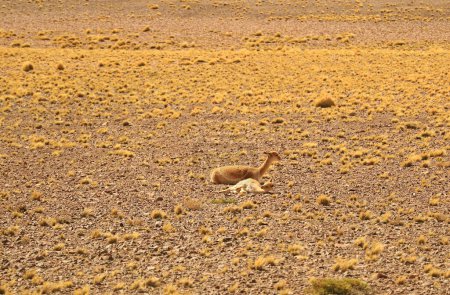 Foto de Madre y bebé Vicunas salvajes Relajándose en el desierto árido de la Reserva Nacional Los Flamencos en Antofagasta Región del Norte de Chile, América del Sur - Imagen libre de derechos