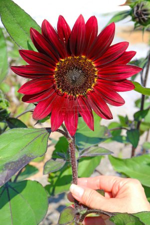 Téléchargez les photos : Main touchant un superbe tournesol rouge fleurissant dans le jardin - en image libre de droit