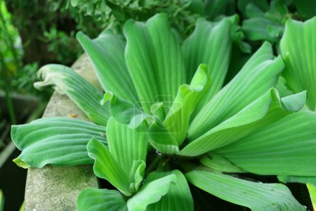 Foto de Hermosa planta verde vibrante de la col del Nilo o de Pistia que crece en una cuenca - Imagen libre de derechos