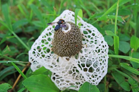 Photo for Closeup of Bamboo Fungus or White Long Net Stinkhorn Mushroom with a Bee in the Field - Royalty Free Image