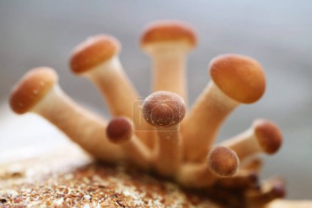 Photo for Pin Heads of Poplar Mushrooms or Velvet Pioppini (Yanagi Matsutake) Growing Out off Mycelium Block in the First Flush - Royalty Free Image