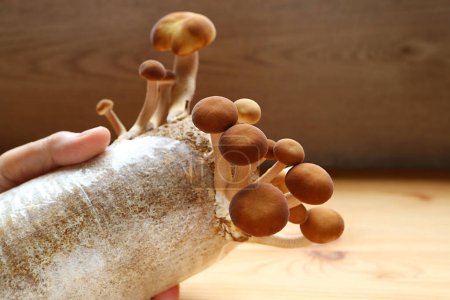 Photo for Various Size of Mature Poplar Mushrooms Growing on Mycelium Block as Houseplants - Royalty Free Image