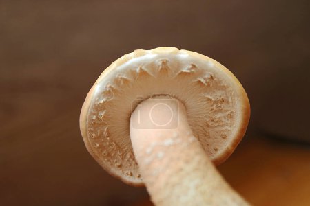 Photo for Closeup of Stalk and Cap of Mature Velvet Pioppini or Black Poplar Mushrooms (Yanagi Matsutake) - Royalty Free Image