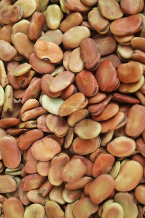 Photo for Heap of Dried Fava Beans or Broad Beans, One of Amazing Sources of Plant-based Protein - Royalty Free Image