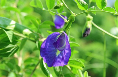 Téléchargez les photos : Closeup of a Stunning Butterfly Pea or Aparajita Flower with Buds Blossoming in the Sunlight - en image libre de droit