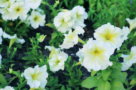 Photo for Large Group of Gorgeous Easy Wave White Petunias Blossoming in the Garden - Royalty Free Image