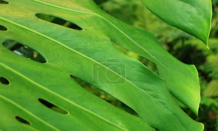 Photo for Artistic Vibrant Green Leaf of Monstera Plant or Swiss Cheese Plant - Royalty Free Image