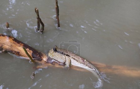 Foto de Primer plano de Mudskipper Relajándose en la raíz del árbol del manglar, provincia de Samut Sakorn, Tailandia central - Imagen libre de derechos