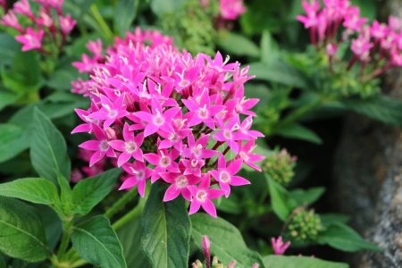 Closeup of Gorgeous Pink Egyptian Starcluster Flowers Blossoming in the Garden