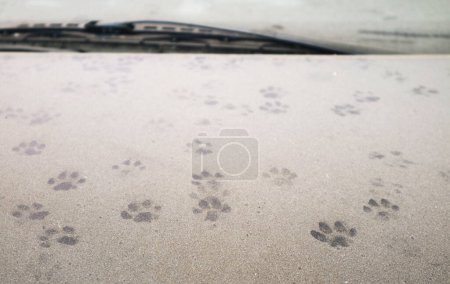 Photo for Uncountable cat's footprints on dust covered car bonnet - Royalty Free Image
