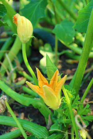Photo for Closeup of Bright Yellow Zucchini Blossom, Edible Flowers for Healthy Dishes - Royalty Free Image