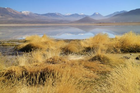 Foto de Campo de hierba del desierto de Stipa Ichu en la orilla del lago de la meseta alta boliviana, Bolivia, América del Sur - Imagen libre de derechos