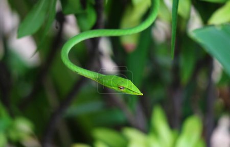 Photo for Closeup of a Vibrant Green Ahaetulla Prasina or Oriental Whip Snake in the Urban Garden - Royalty Free Image