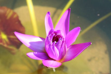 Foto de Primer plano de un hermoso lirio de agua púrpura floreciendo a la luz del sol - Imagen libre de derechos