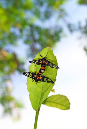 Foto de Par de mariposas ala clara apareamiento en la hoja de árbol verde - Imagen libre de derechos
