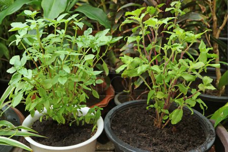 Téléchargez les photos : Basilic sucré en pot et plante de basilic sacré dans le jardin - en image libre de droit