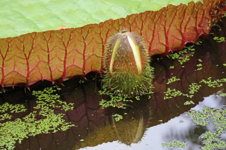 Téléchargez les photos : Épineux Victoria Amazonica bourgeon de fleur poussant par grand coussin de lis dans un étang - en image libre de droit