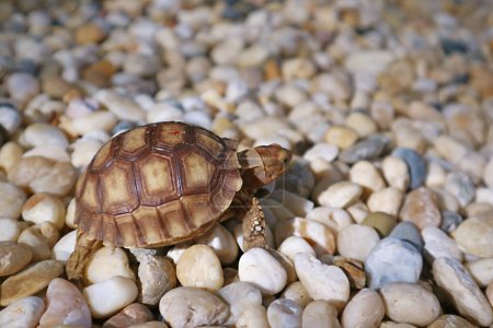 Baby-Sulcata-Schildkröte spaziert im Nachmittagssonnenlicht auf den Kieselsteinen