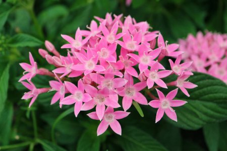 Nahaufnahme eines atemberaubenden rosafarbenen ägyptischen Sternhaufens Blumen, die am Strauch blühen